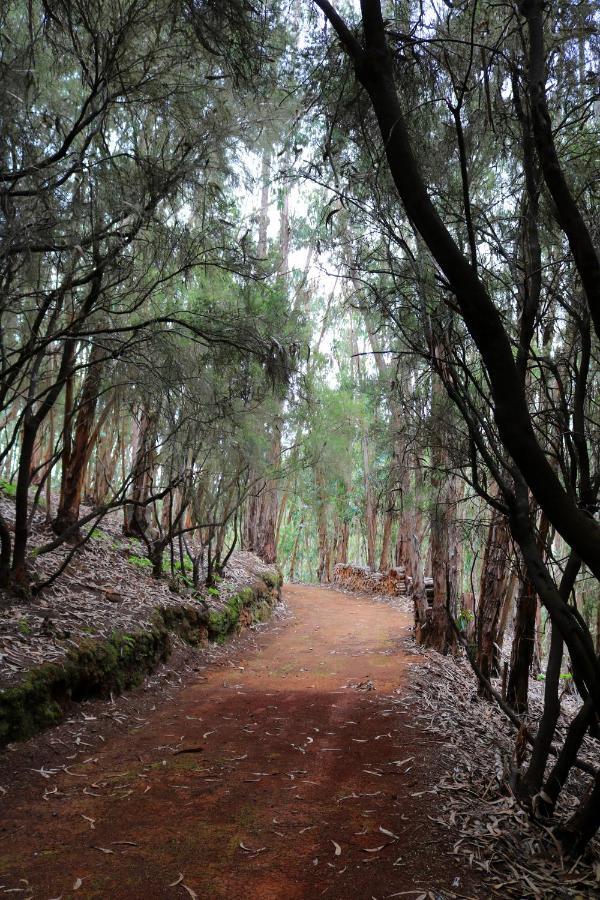 Duplex De Invitados En Medio Del Bosque Villa Firgas Dış mekan fotoğraf